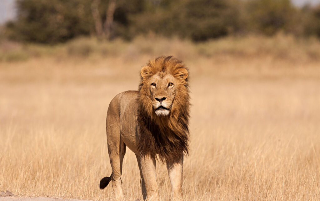 Begegnen Sie während einer 9-tägigen Tansania-Safari einem Löwen