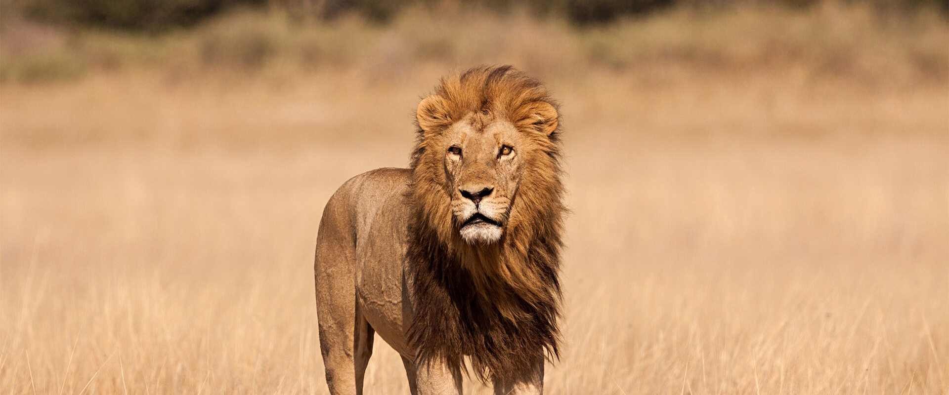 Begegnen Sie während einer 9-tägigen Tansania-Safari einem Löwen