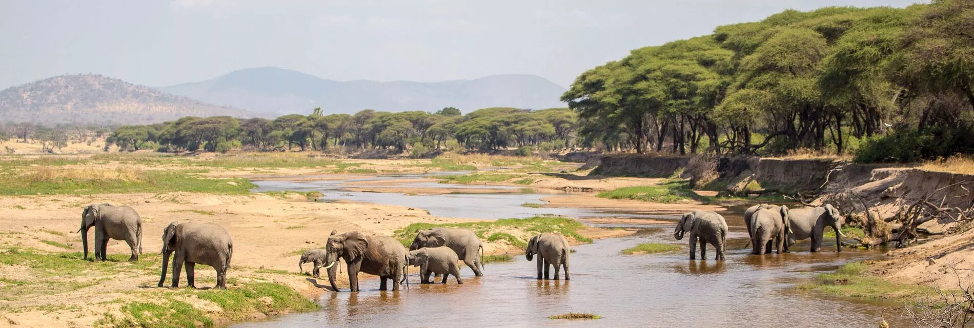 Elefanten im Ruaha Nationalpark in Tansania