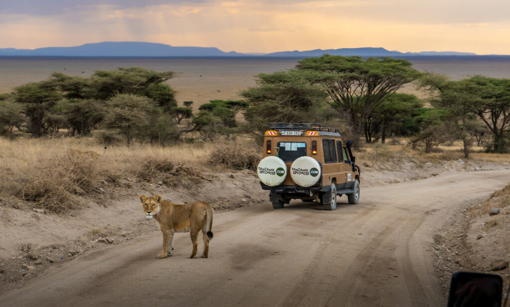 Löwin auf einem Weg vor einem Tanzania Specialist Jeep und Bäumen