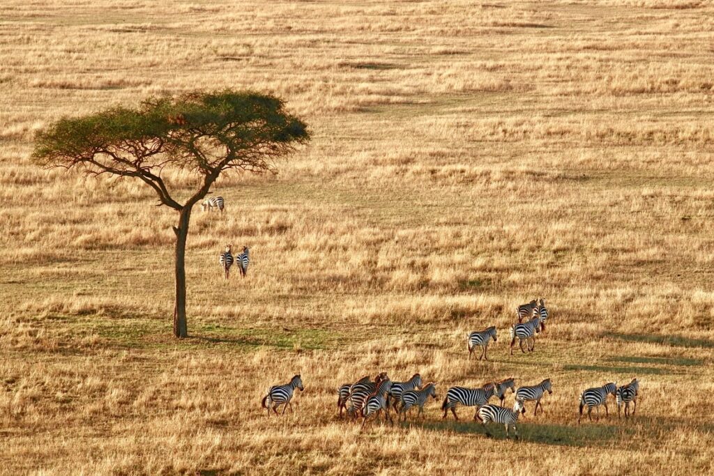 Zebraherde in gelb-grüner Steppe mit Baum