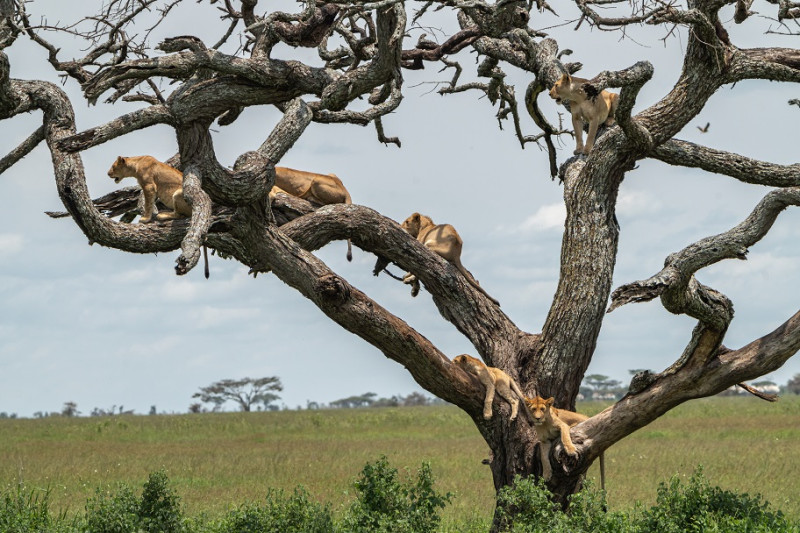 Serengeti Nationalpark trifft Luxus pur!