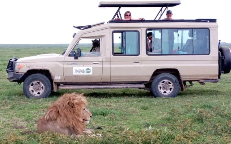 Tanzania Specialist Safari-Jeep mit Personen im Auto und Löwe davor im Gras