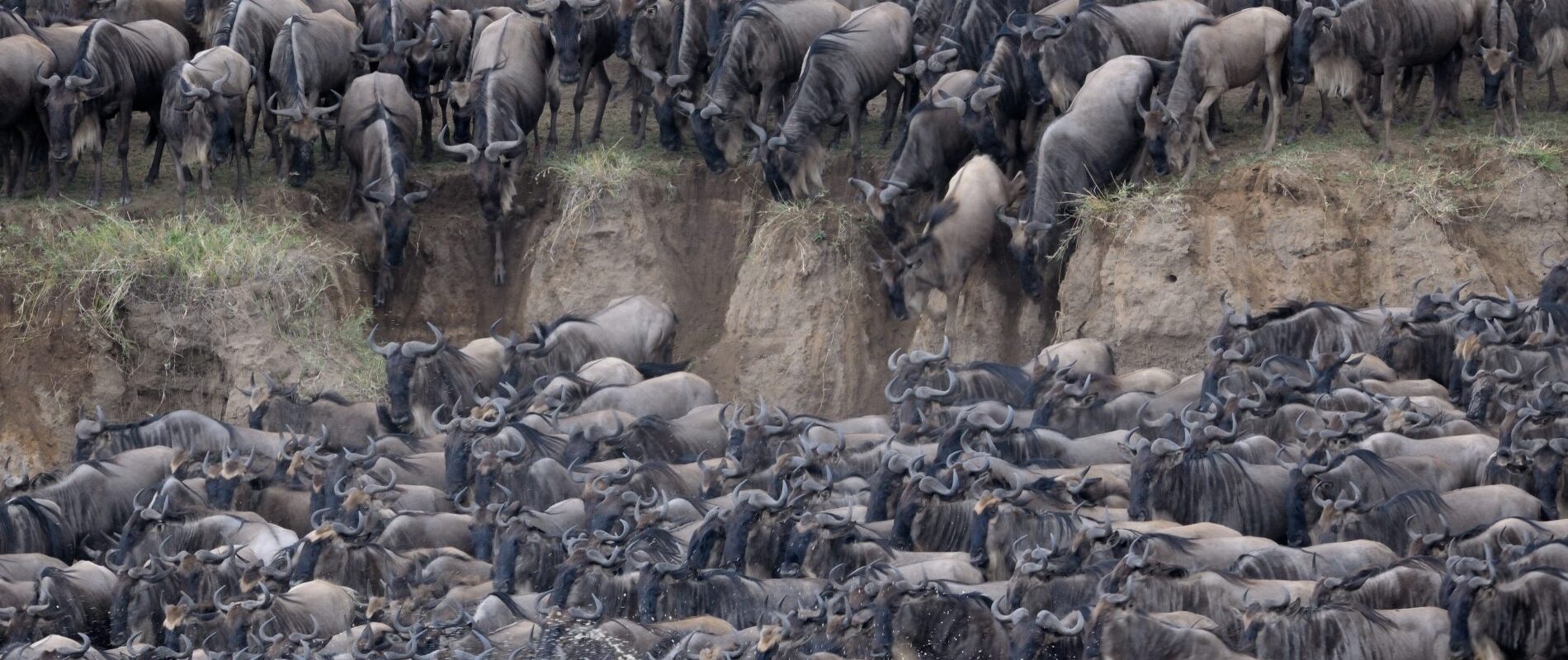 Unzählige Gnus springen einen Hügel hinunter