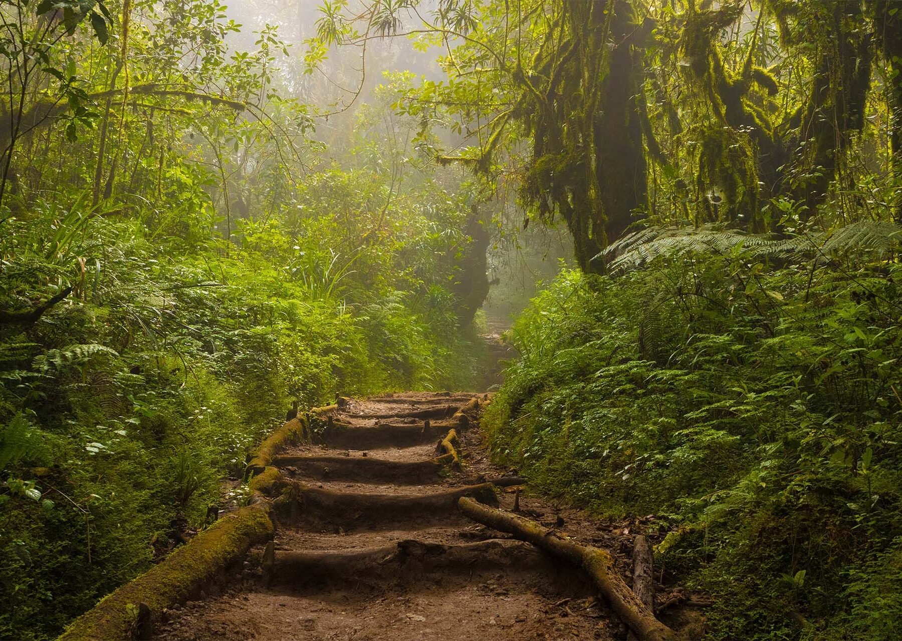 Grüne Wälder am Fuße des Kilimandscharo in Tansania