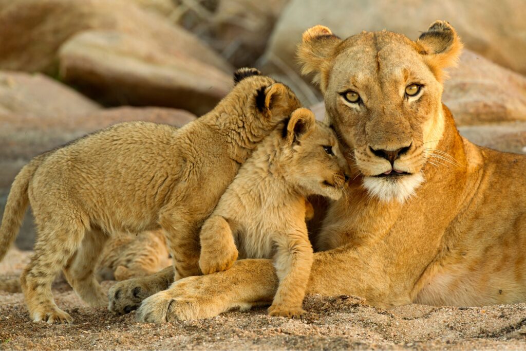 Familiensafari in Tansania