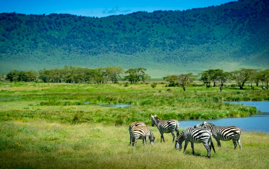 Zebra Ngorongoro
