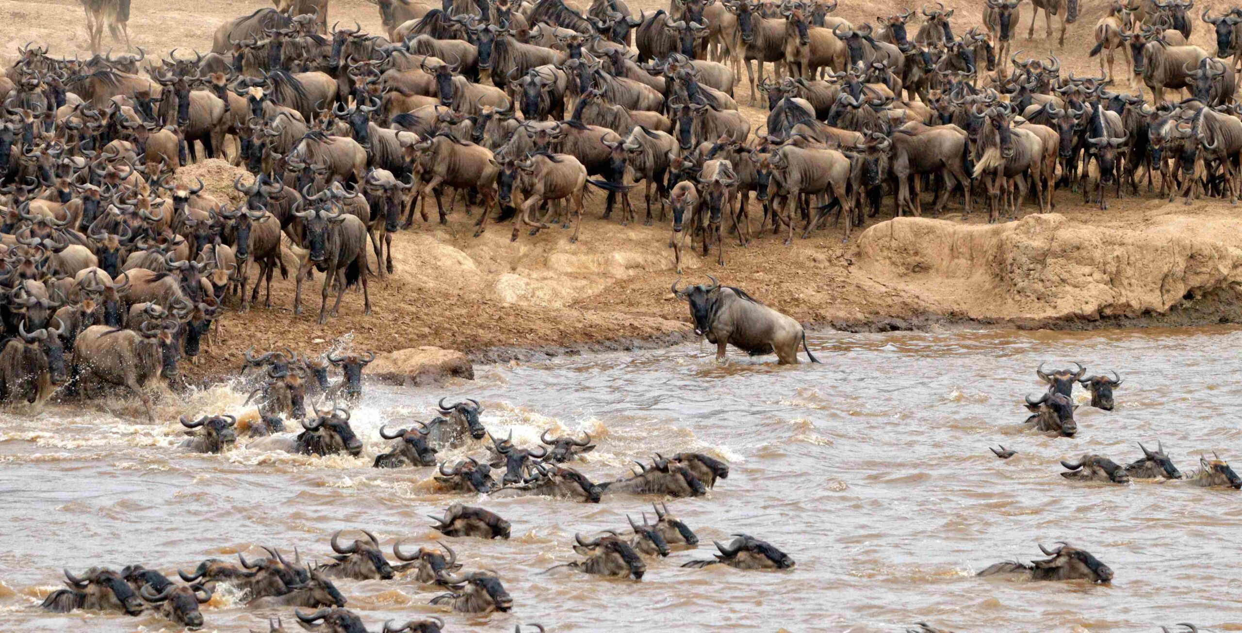 Nördliche Serengeti und die Große Migration (mit der Möglichkeit, die berühmte Überquerung des Mara-Flusses zu sehen)