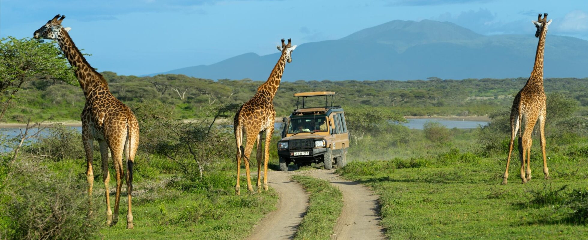 Tanzania Specialist jeep giraffen