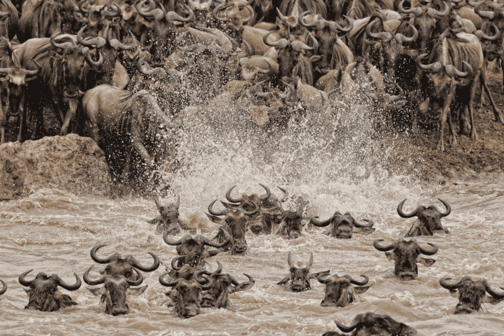 The Great Migration in Kenya This Summer