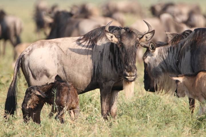 Ndutu (nur von Ende Dezember bis Ende März während der Kalbungszeit der Großen Tierwanderung)