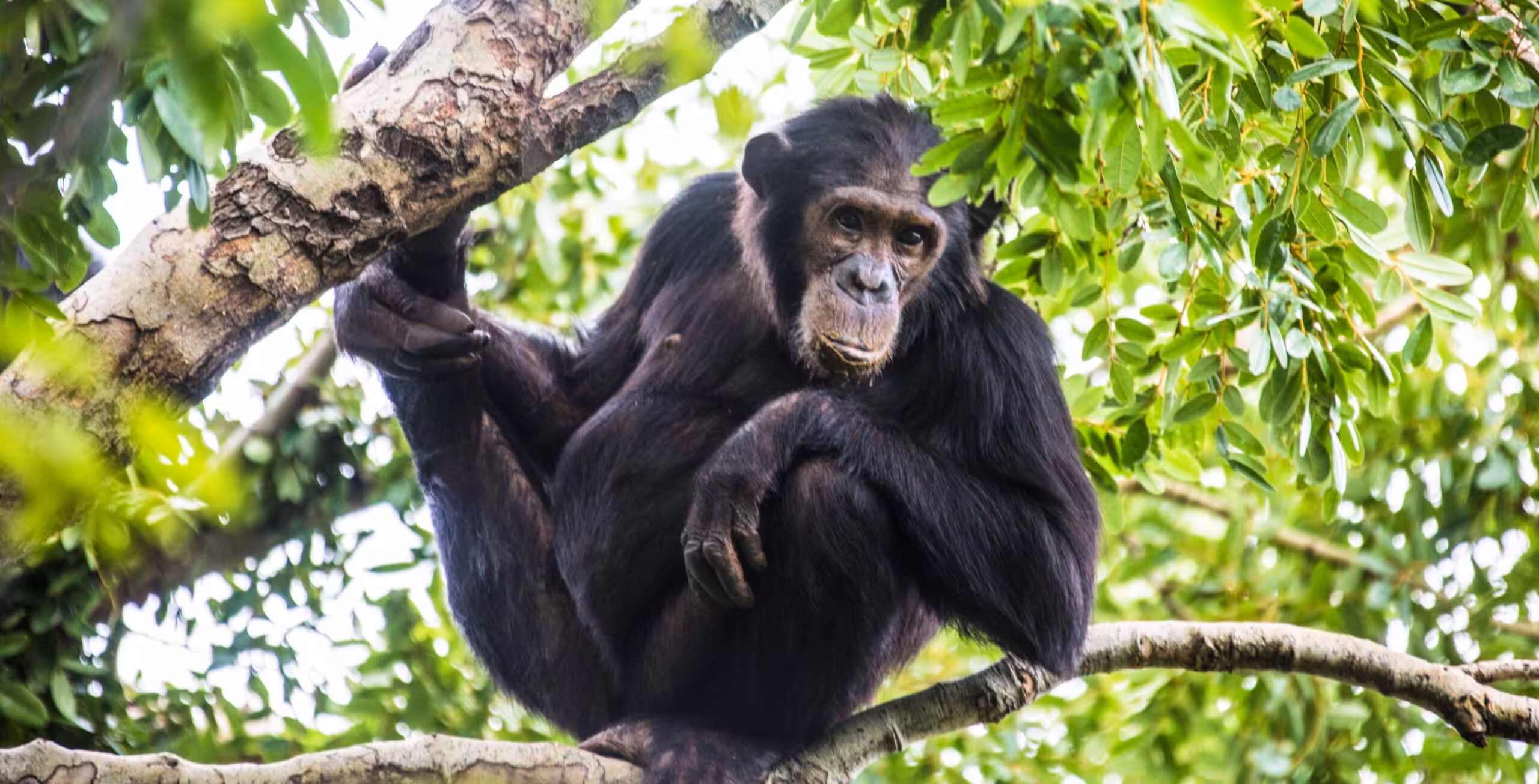Gombe Stream Nationalpark