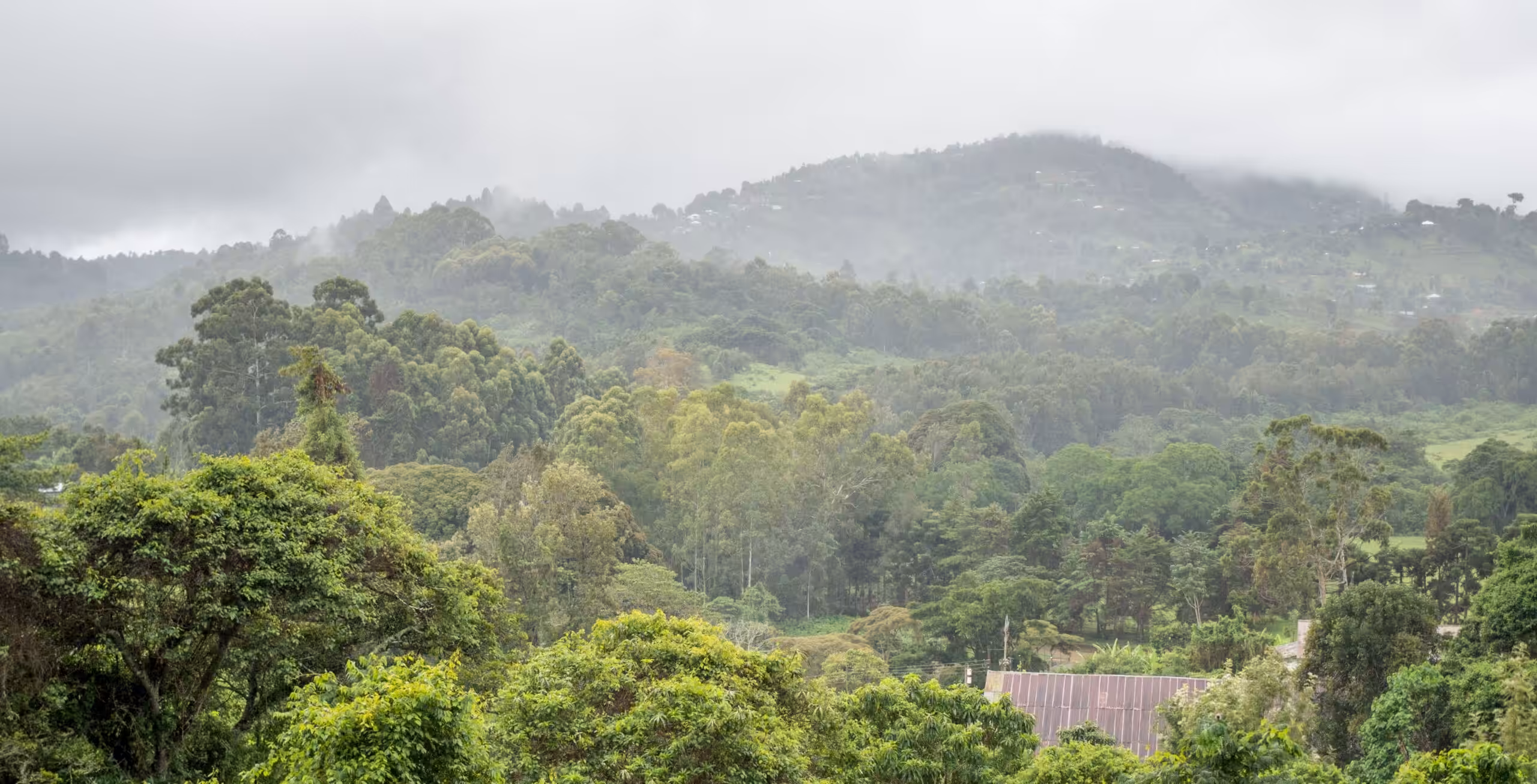 Usambara-Gebirge – Magoroto Forest Estate