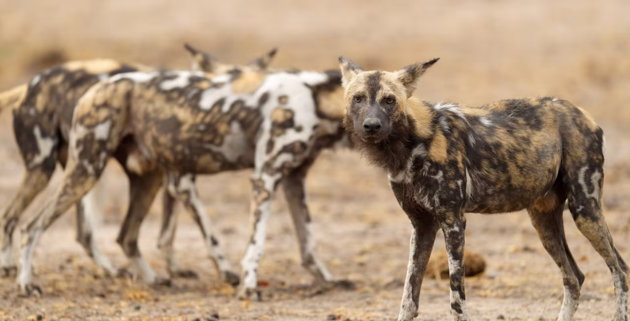 Ruaha Nationalpark