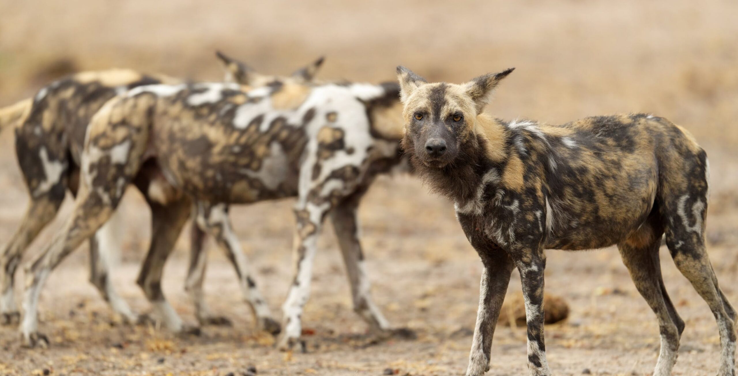 Ruaha Nationalpark