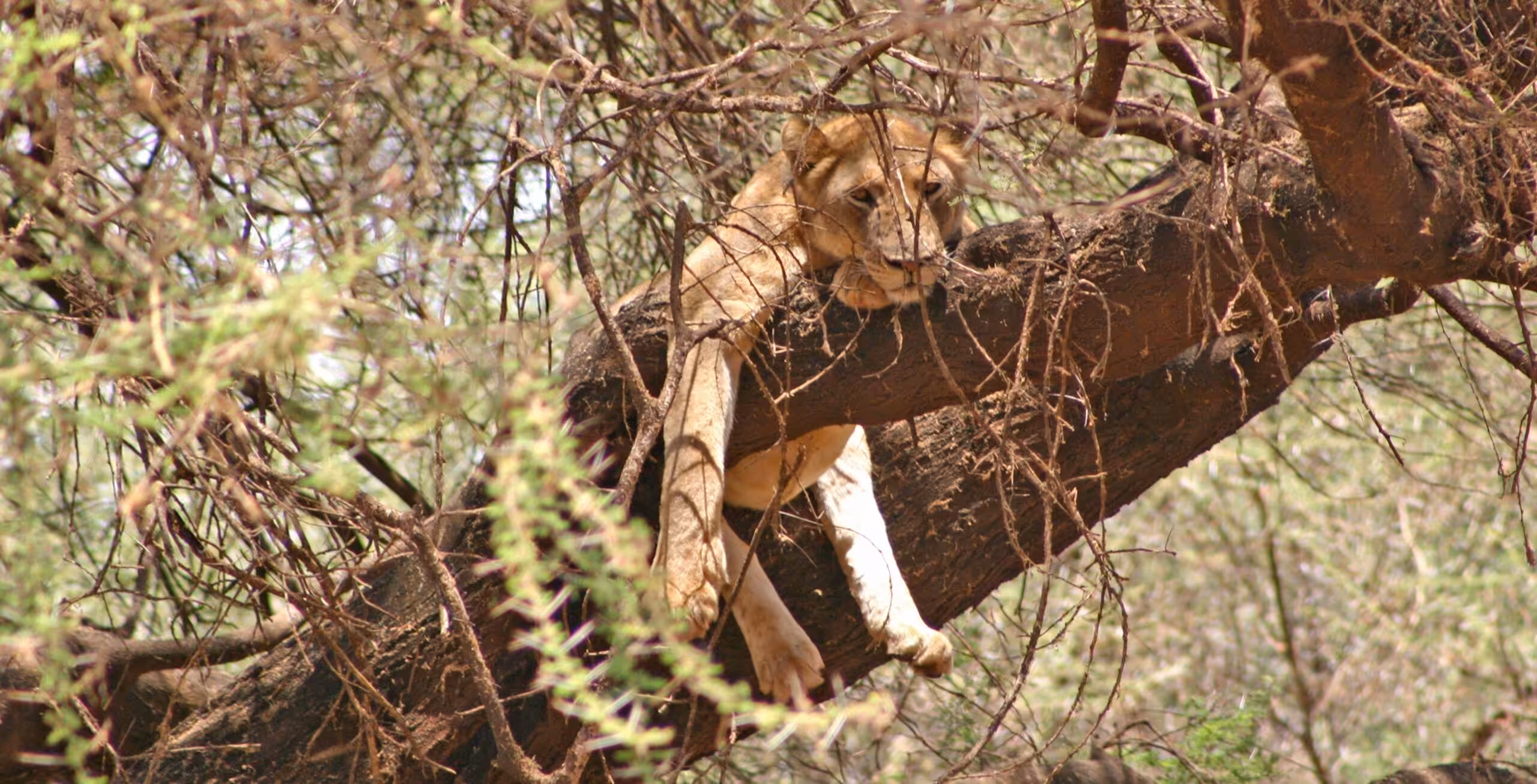 Lake Manyara Nationalpark trifft Luxus pur!