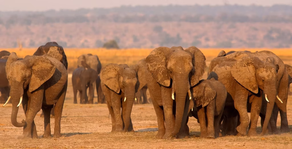 A big herd of elephants of all sizes=